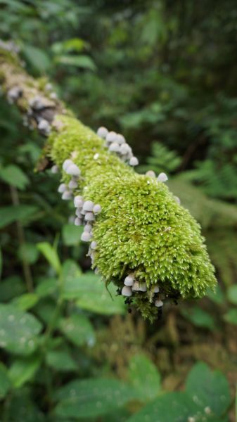 鵝公髻山之花400598