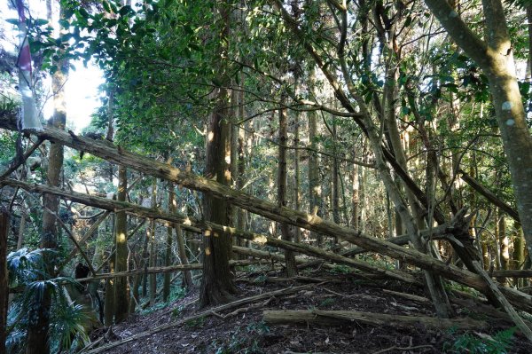 苗栗 泰安 洗水山2399064