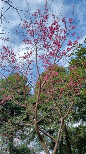 Cherry Blossom Season2013607