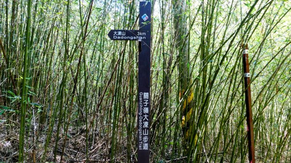 《蝶戀花。錫葉藤盛放》2735264