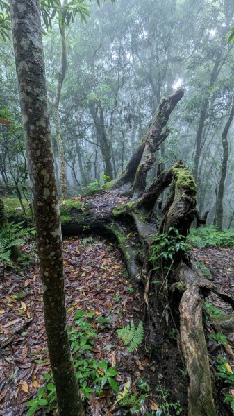 113.06.01魯壁山-東穗山之旅2529905