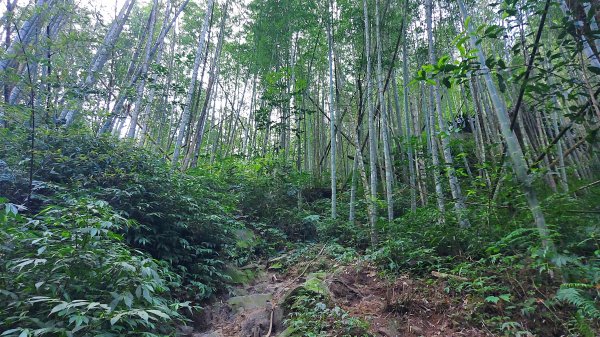 溪頭鳳凰山二刷1667666