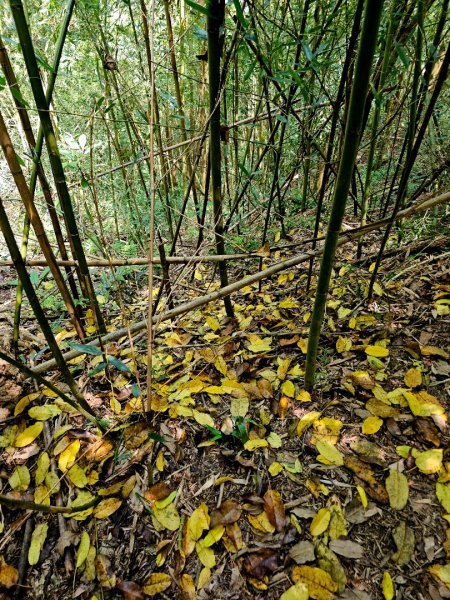 六寮古道-2025森遊竹縣皮皮獅探險隊2889093