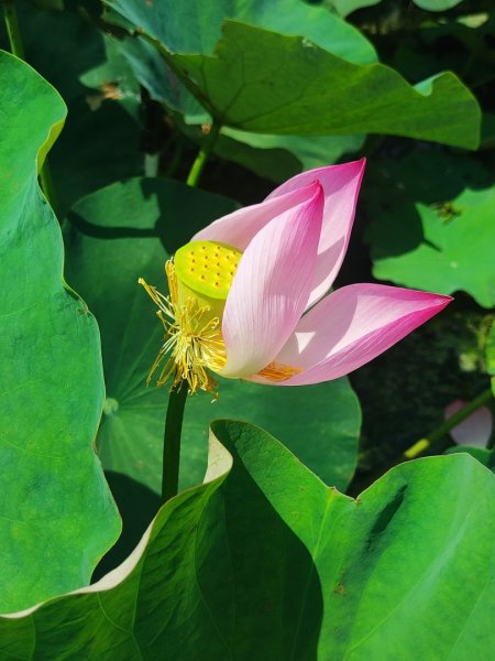 中坑荷花楓樹稻田3078848