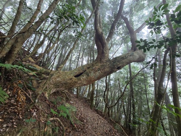 水雲三星～上島山（鳥嘴山）2931244