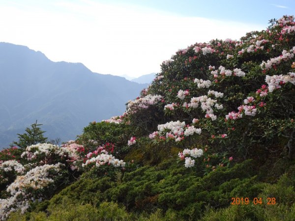 石門山賞杜鵑花684355