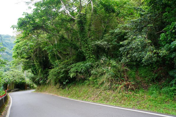 新竹 尖石 道下山、牛欄坑山、大混山3064742