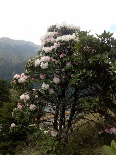 合歡山主峰合歡山南峰賞玉山杜鵑1858565