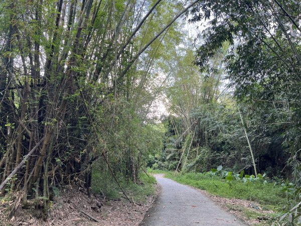 [百山百鳥尋旅-04/15] 2025_0817 龍過脈森林步道2863229