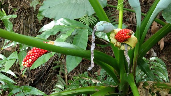 新溪洲山之樂400360