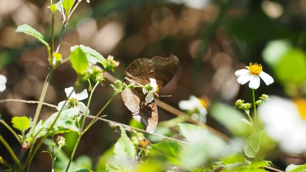 《南投》竹林台灣杉｜溪頭山竹崙山志騰山O繞202302182035942