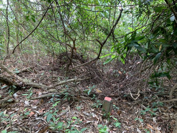 20250419屏東佳平山-虻彈山2767942