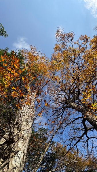 山毛櫸「最後一舞」