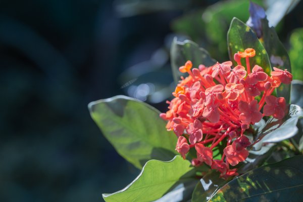 闊瀨古道-沿北勢溪谷而行的夏末之旅（淡蘭古道）2287602