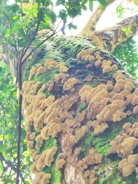 坪頂古圳-荷蘭古道-高頂北五指杏林山-石梯嶺擎天崗3026379