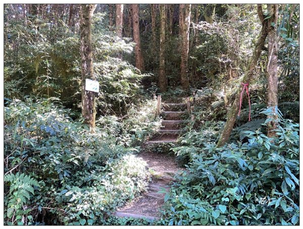 嶺頭山、金柑樹山、忘憂森林 O型一圈2944655