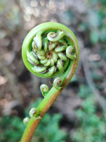 三峽白雞三山2963355