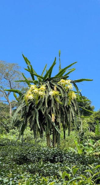 麻竹湖步道走麻竹湖山/阿郡山2821266