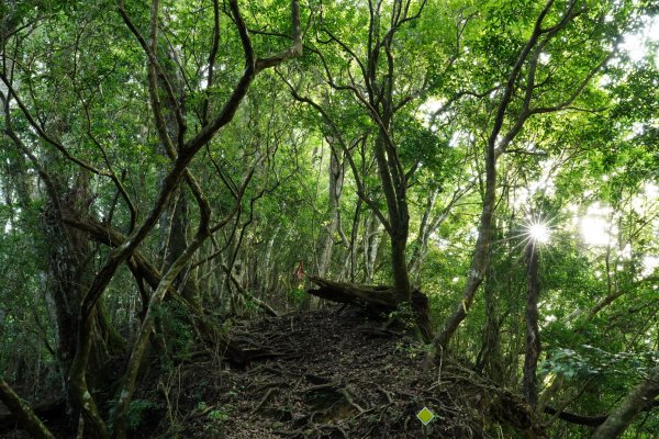 新竹 五峰 油羅山、霞山2798242