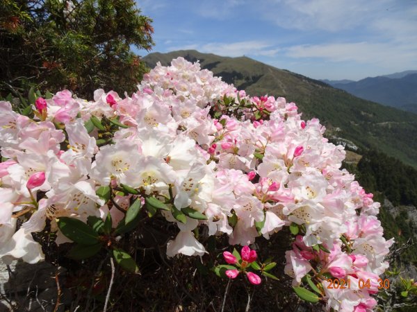 石門山賞杜鵑花1367271