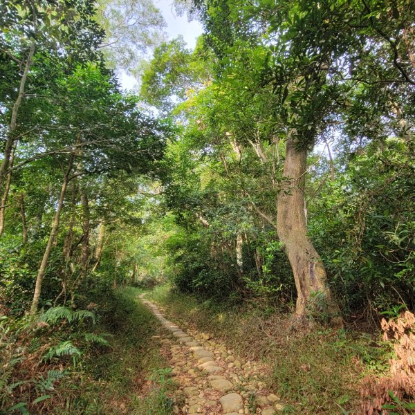 挑炭古道（三通嶺古道）1871353