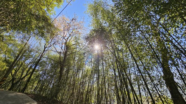 橫龍山 橫龍山北峰 騰龍山 龍年爬龍山2423194