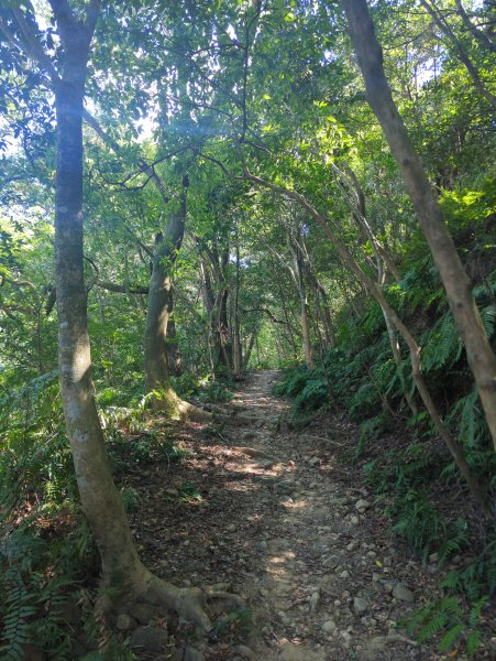 2025.10.18－微笑山線：【天上山系】望月亭桐花段2919575