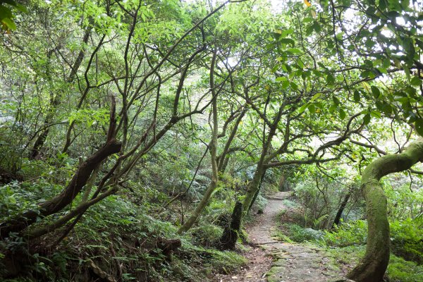 魚路古道南北段1687347