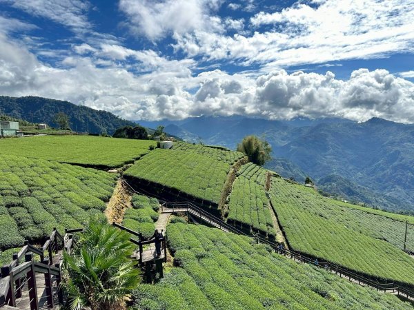 20251029石棹茶、霧、雲、霞、櫻、愛之道 樂野山 霹靂山2926613