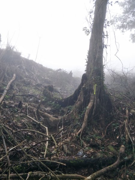 小百岳:初音山1609921