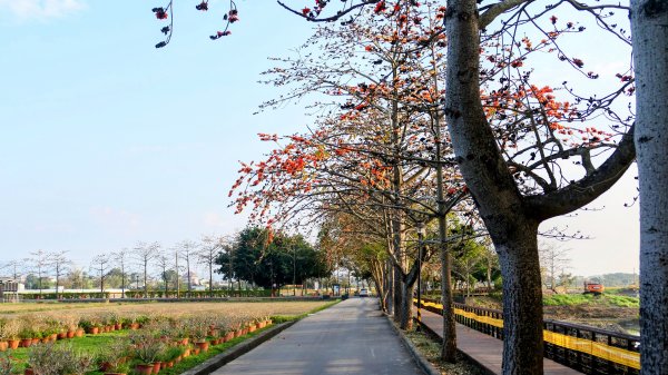 《臨江仙。木棉春色》2735231