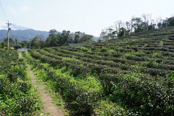 新竹 峨嵋 猿山、六寮山、玖玖山、獅頭山、獅尾山3012147