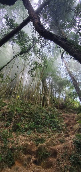 2023-11-25溪頭鳳凰山步道2361012