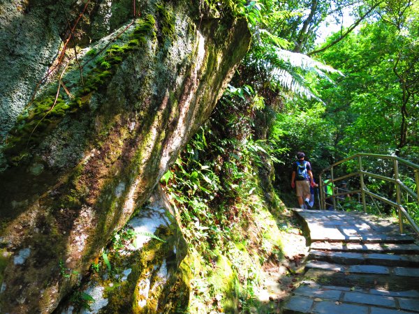 搭著捷運去旅行-白石湖賞花輕旅行610423