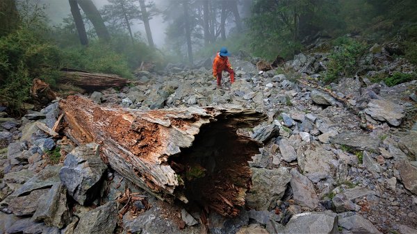 悠遊高山與中級山間的山旅健行在塔塔加玉山前峰及鹿林麟趾山1359926