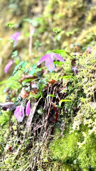 卡保石壁一葉蘭（耘夢谷上逐鹿山下O走）2809524