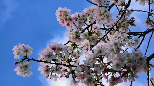 #十八份拐圳步道 #墨染櫻 2/212717204