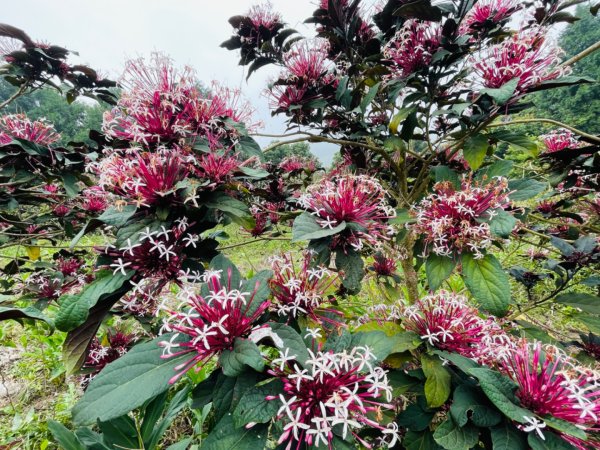 1140226塘湖山-甕缸罈雙O繞2720864