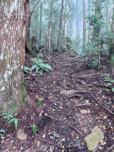 絕美柳杉林民都有山涼爽舒適2604507