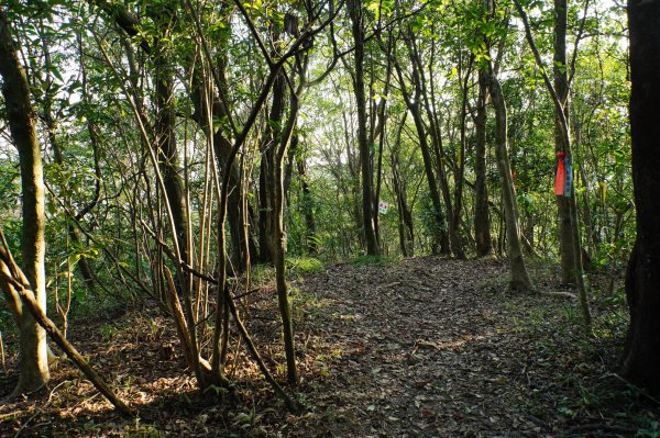 新北 貢寮 大石壁坑山、五酒桶山、龍崗山2980854