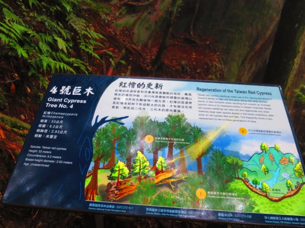 【新竹】觀霧迷幻森林：檜山巨木群步道1111979