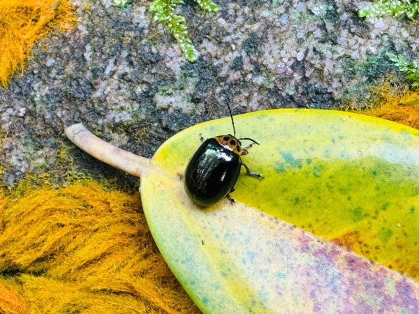 紫微聖母環山步道走六寮崙山與西南峰2989119