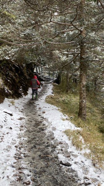 塔塔加-排雲山莊。驚喜滿分的糖霜雪景1565839