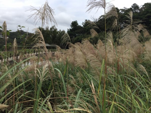 北縱七段抓了10隻博蒂742217