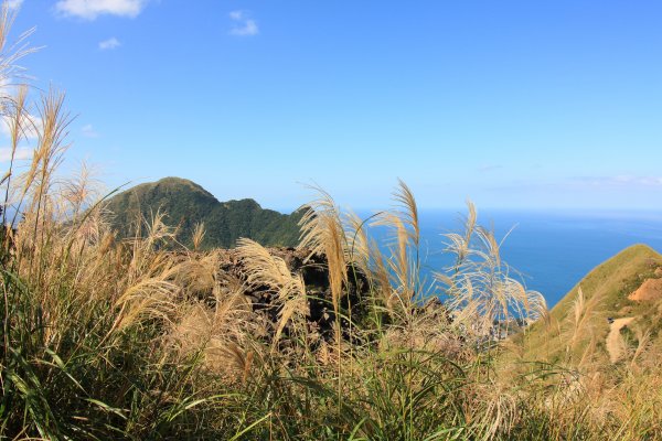 無耳茶壺山 芒花構成的737558