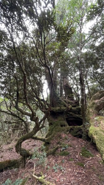 塔魔巴2天1夜來回/復興尖-四稜溫泉2357257