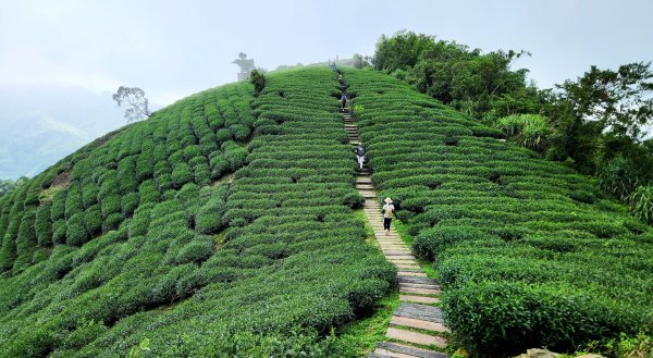【中級山縱走】雲嘉八連峰（後棟仔山，大尖山，二尖山，馬鞍山，梨子腳山，太平山，大巃頂山及其西北峰）封面