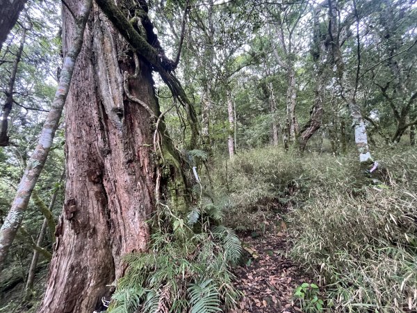 2025_0622 霞喀羅大山2819214