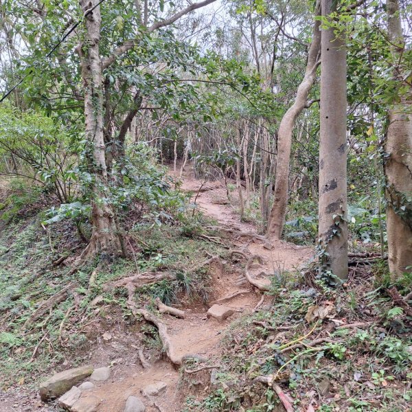 【貓貓自創路線】四獸山+南港山+九五峰+永春坡公園完成!2705846