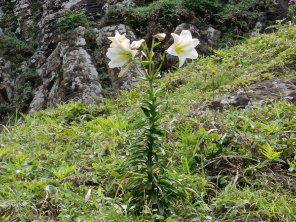 瑞芳區神秘海岸+鼻頭角燈塔+鼻頭角稜谷步道O型2760150